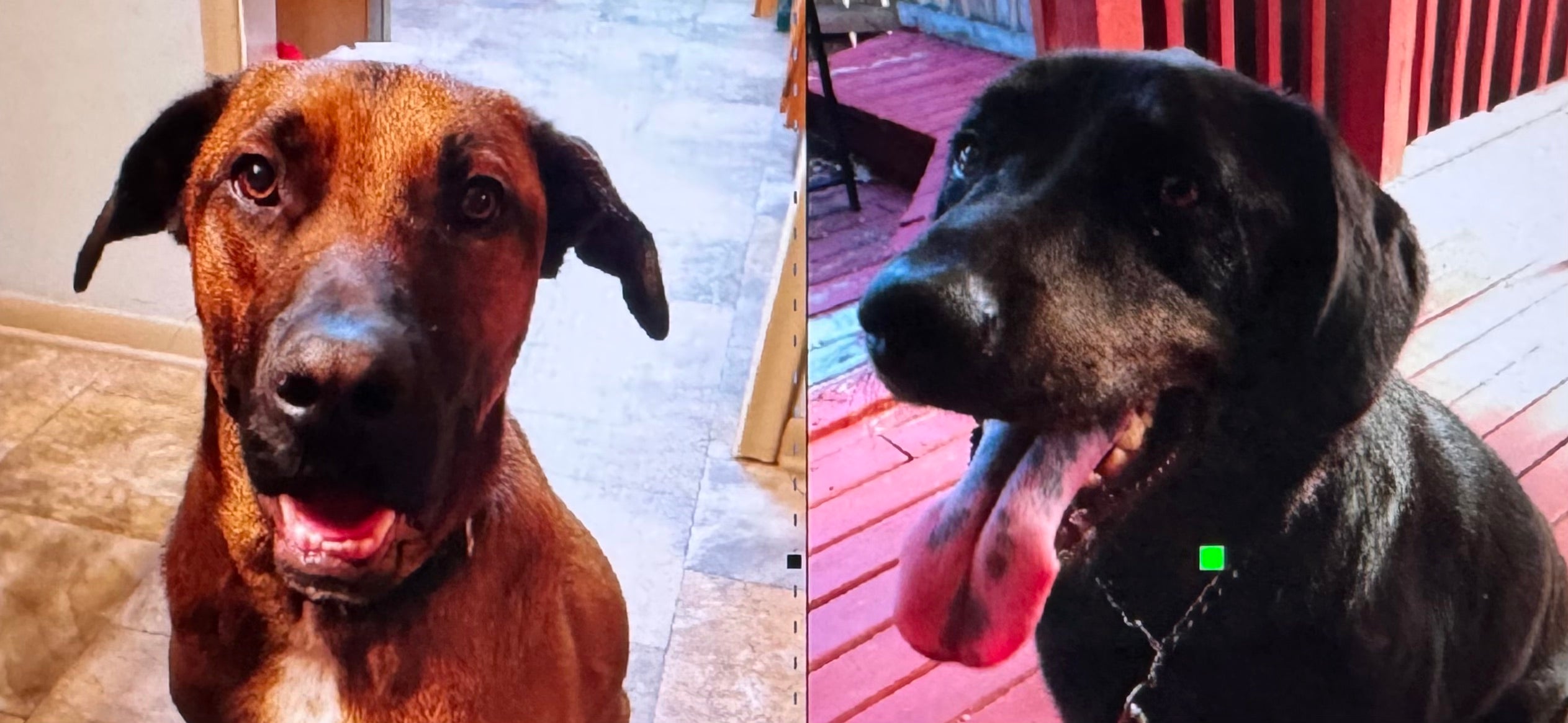 Pet Line Art Design-Embroidery File Only